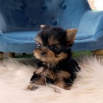 Roztomilé šteniatka Yorkie na adopciu